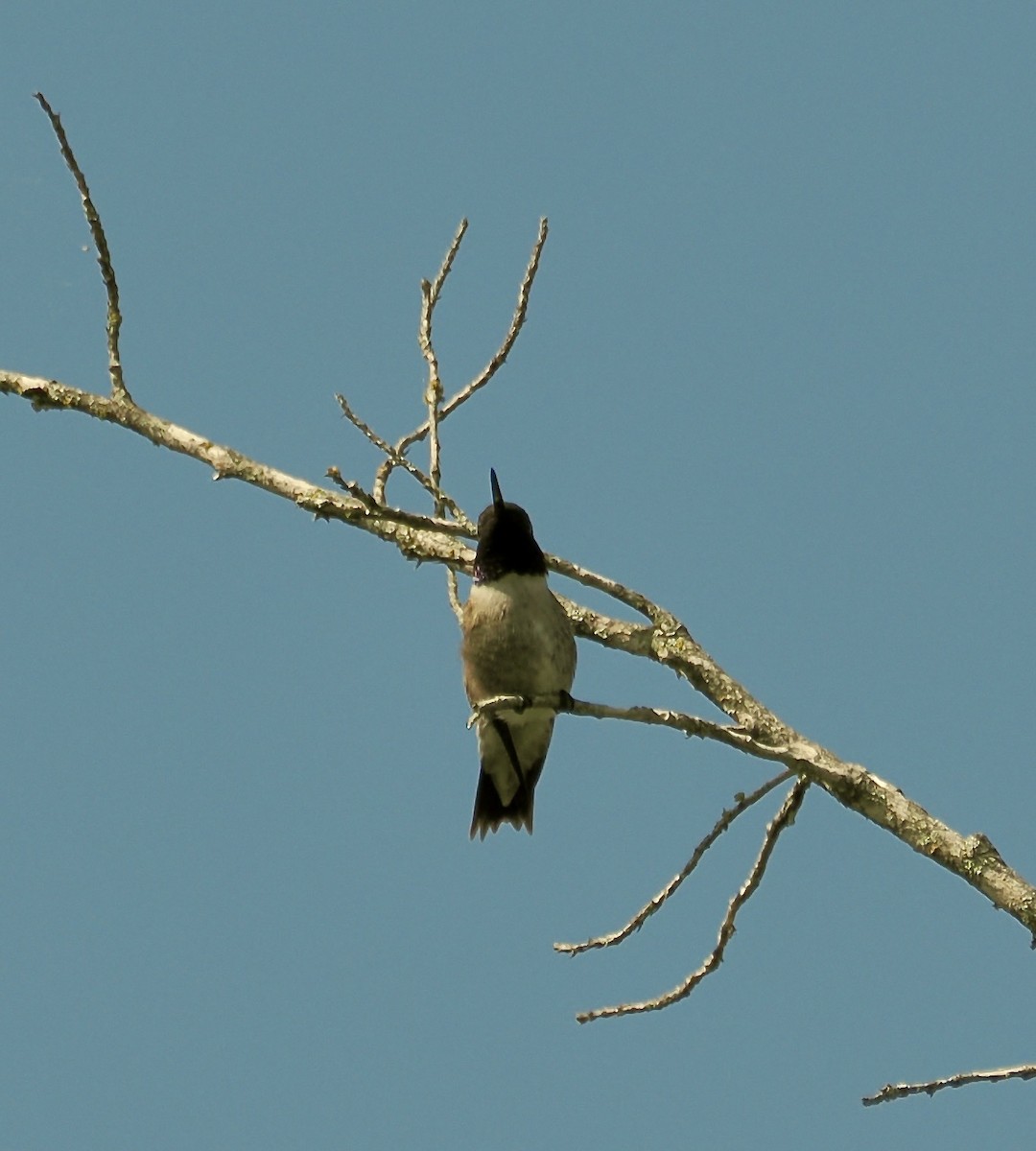 Kara Boğazlı Kolibri - ML617401423