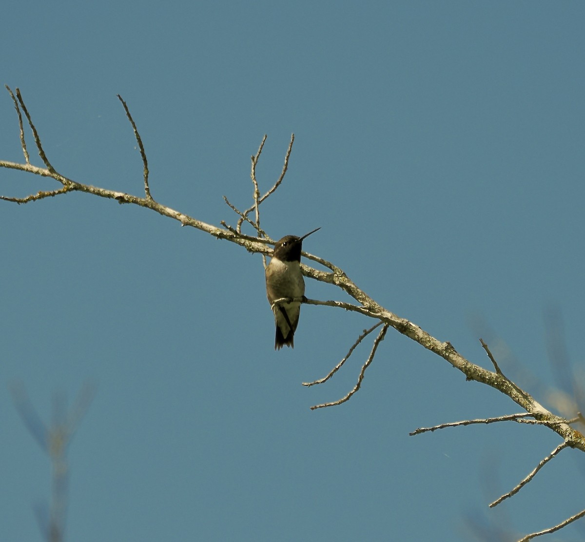 Black-chinned Hummingbird - Randy Pinkston