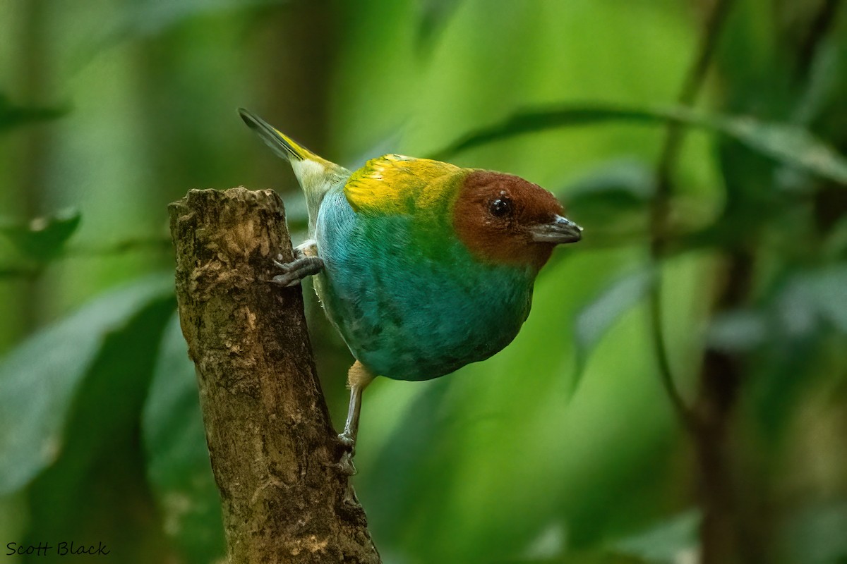 Bay-headed Tanager - ML617401441