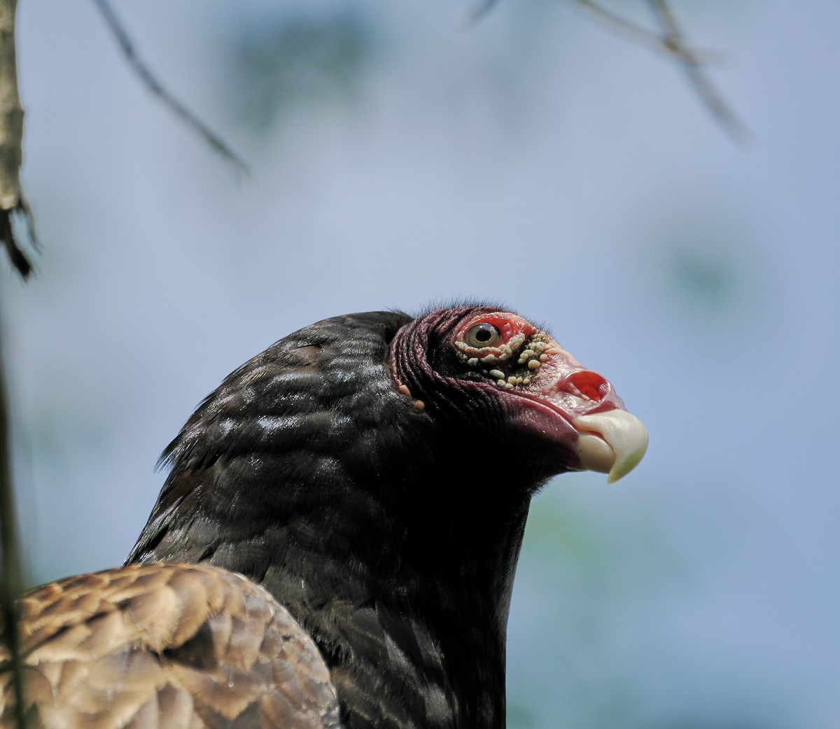Turkey Vulture - ML617401472