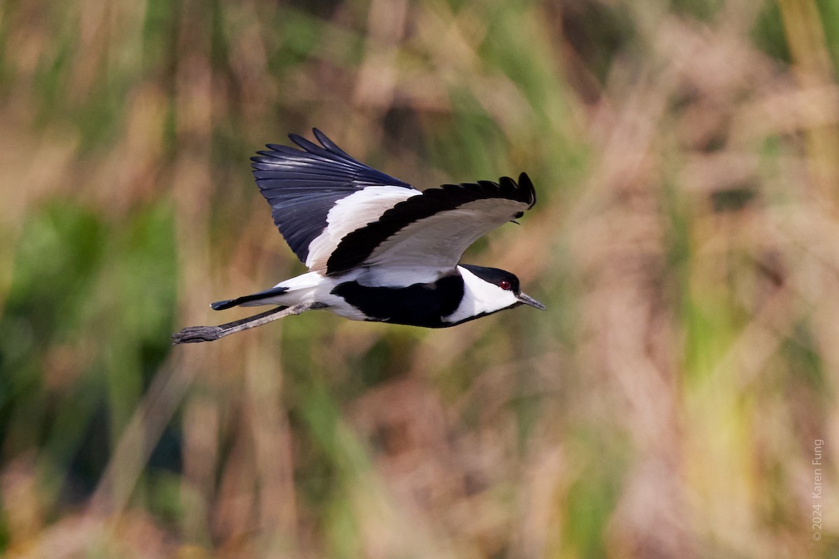 Spur-winged Lapwing - ML617401531