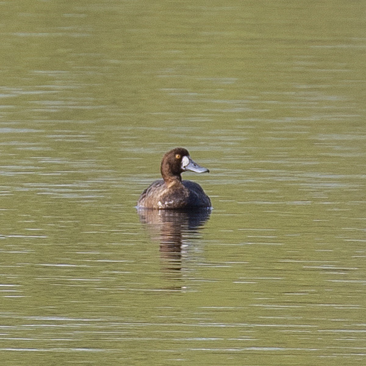 Greater Scaup - ML617401647