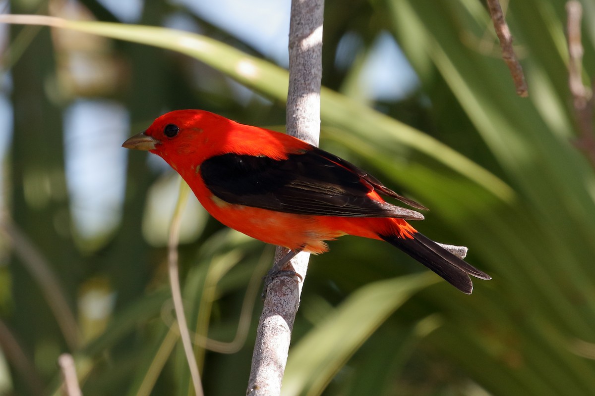 Scarlet Tanager - ML617401658