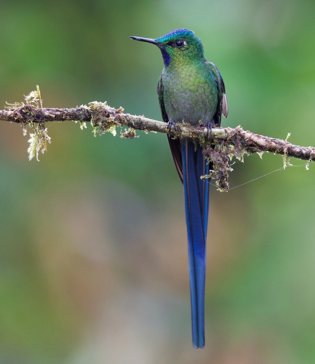 Long-tailed Sylph - ML617401667