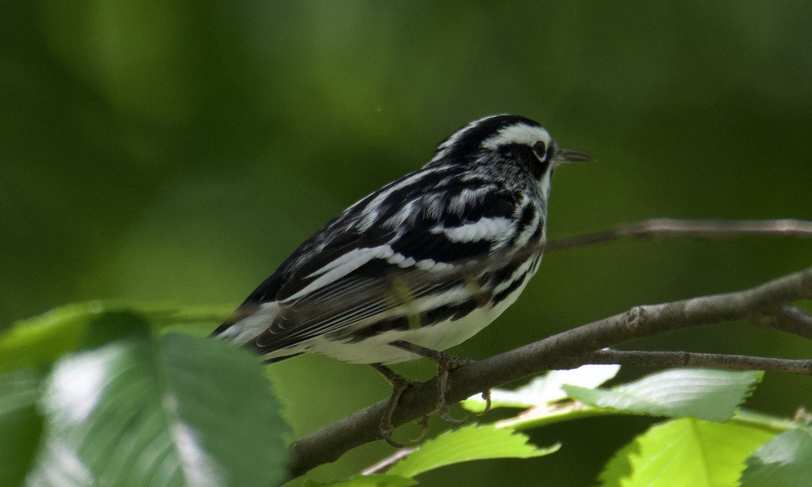 Black-and-white Warbler - ML617401680