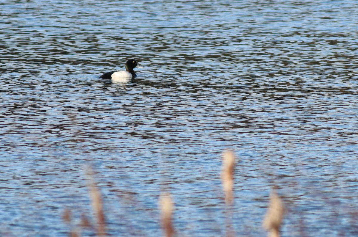Greater Scaup - ML617401725