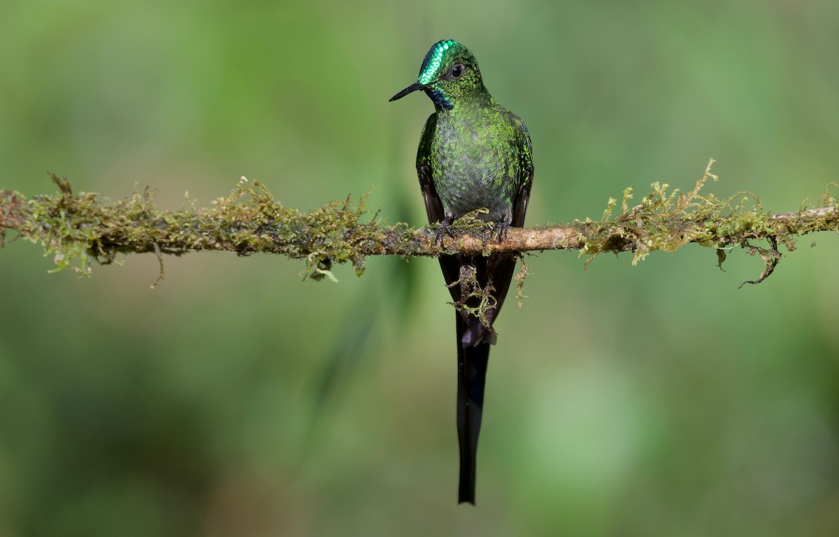 Long-tailed Sylph - ML617401791