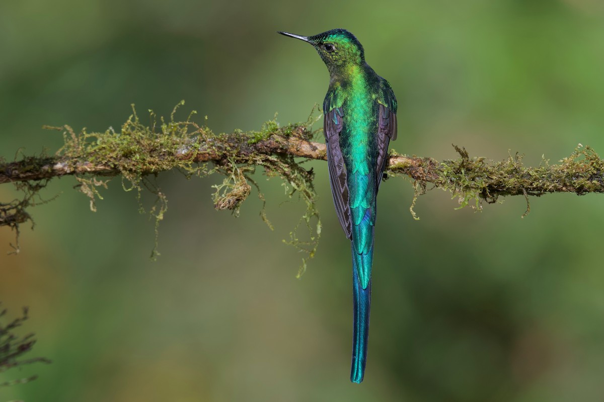 Long-tailed Sylph - ML617401792