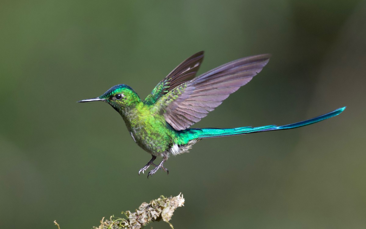 Long-tailed Sylph - ML617401793