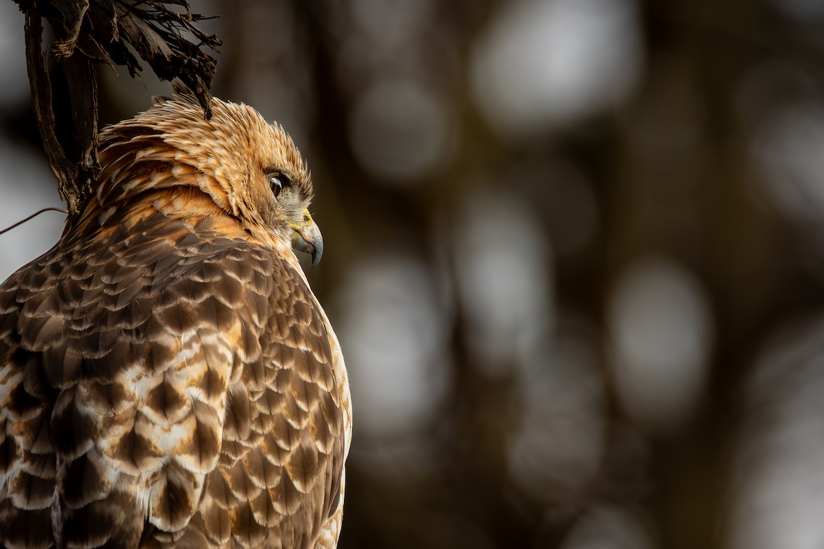 Red-tailed Hawk - Dion Degennaro