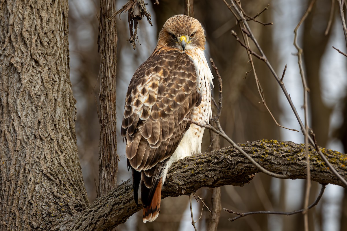 Red-tailed Hawk - ML617401795