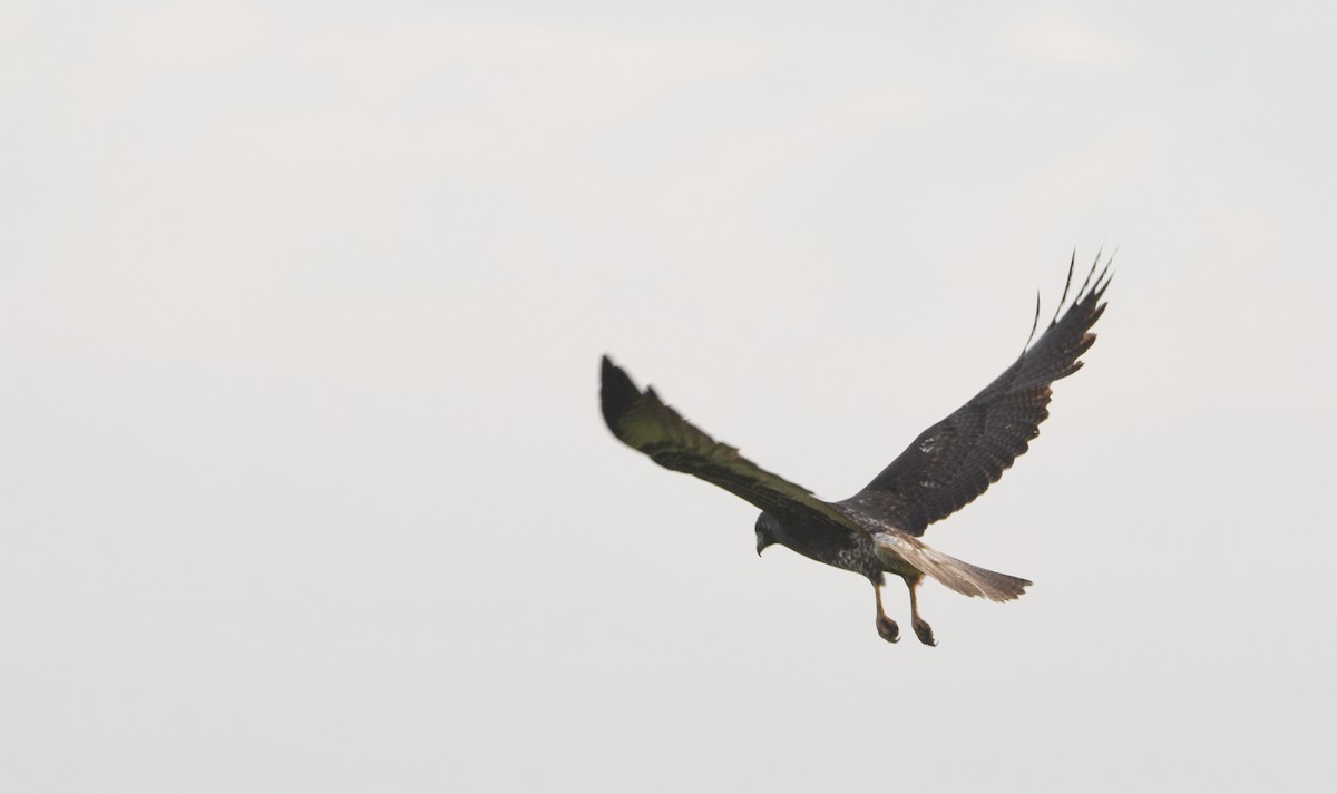 White-tailed Hawk - Ty Allen