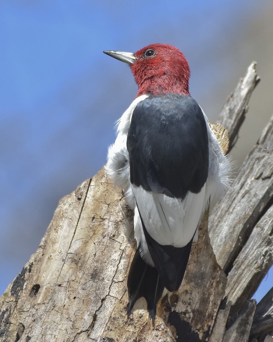 Red-headed Woodpecker - ML617401845