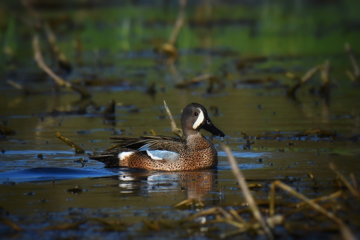 Blue-winged Teal - ML617401859