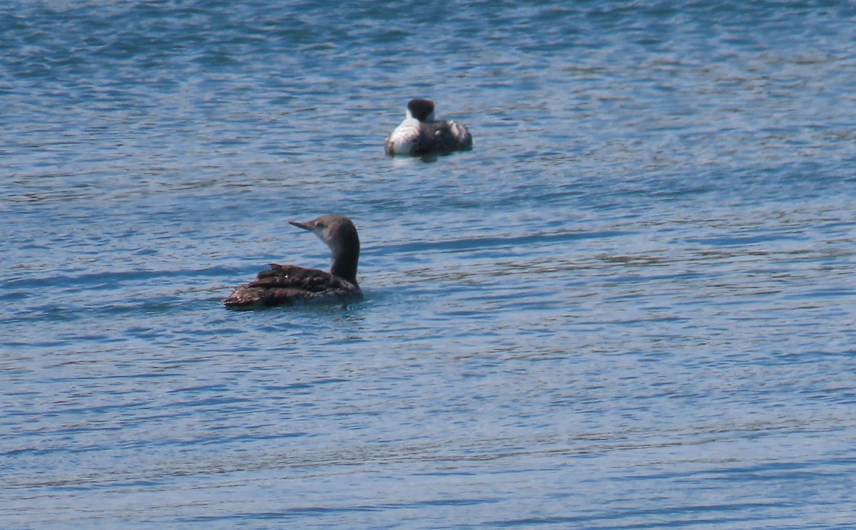Red-throated Loon - Sherry Gray