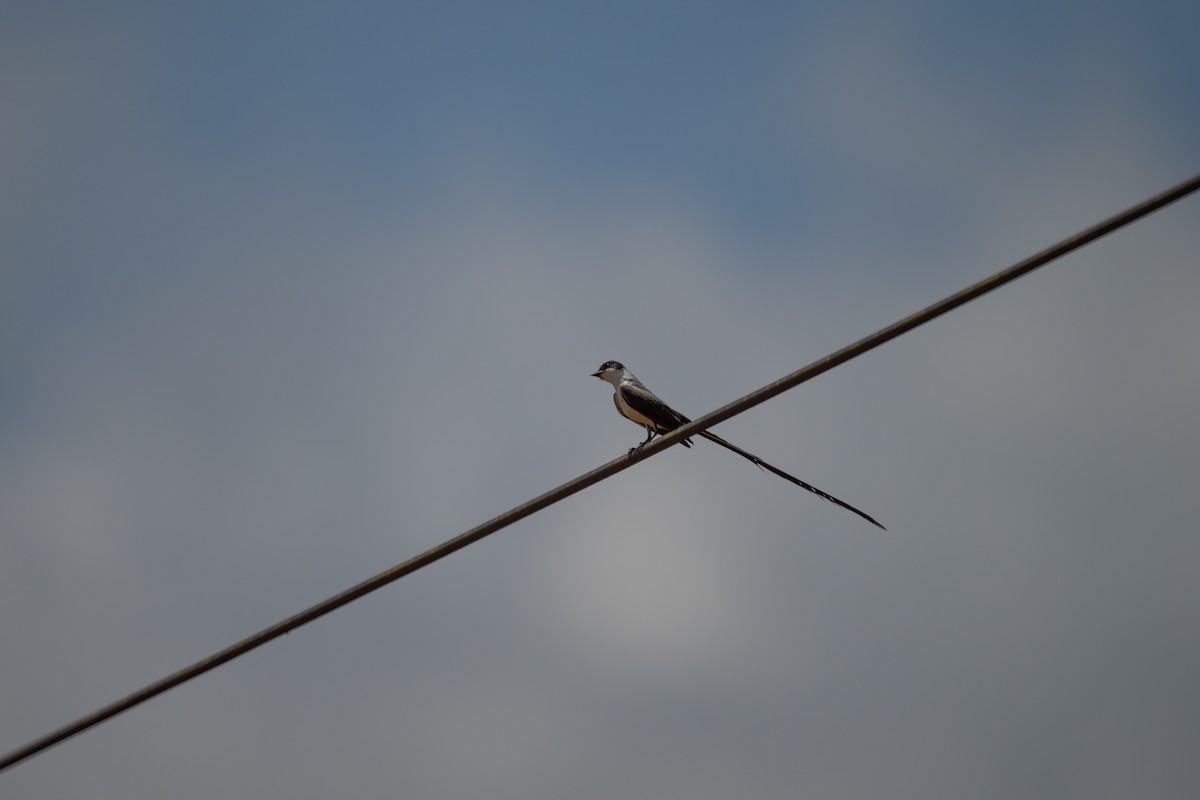 Fork-tailed Flycatcher - Charles Thomas