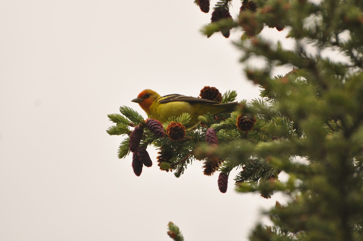 Western Tanager - ML617401968