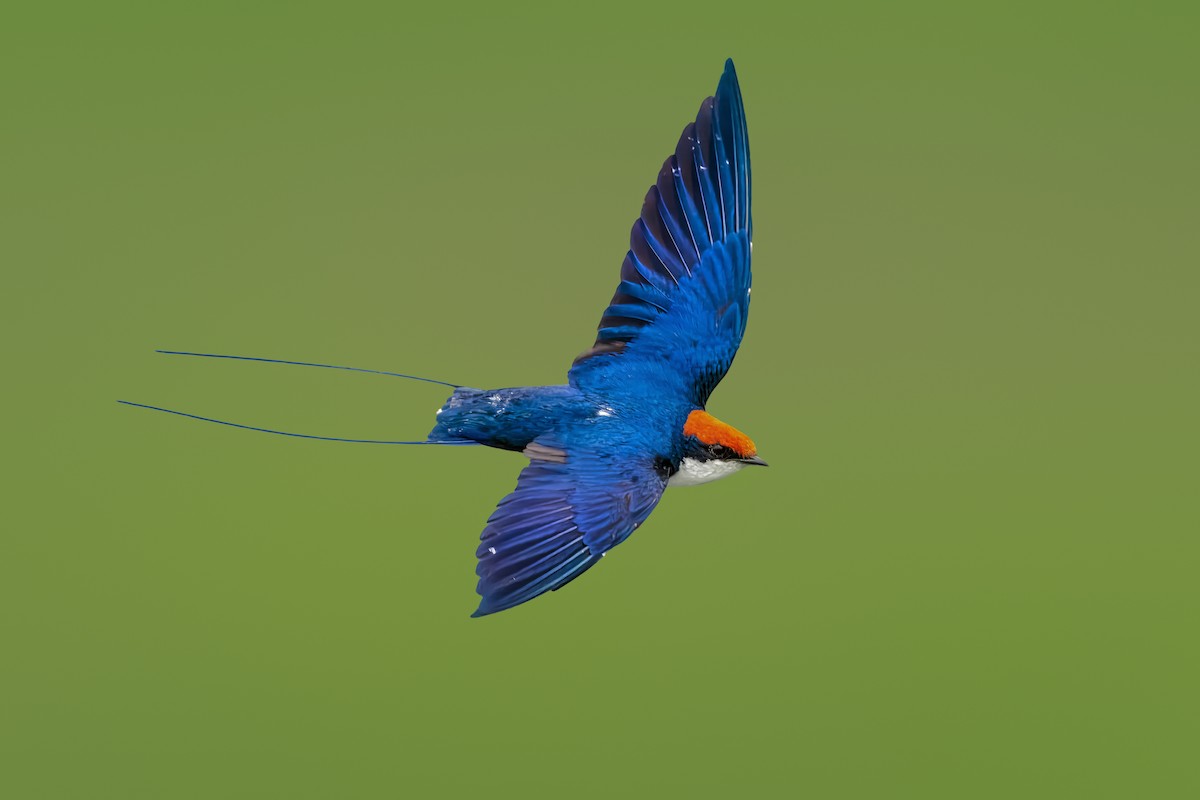 Wire-tailed Swallow - ML617402008