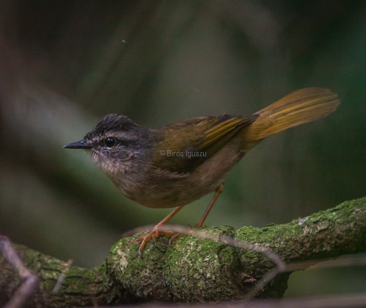 Riverbank Warbler - Birds Iguazu
