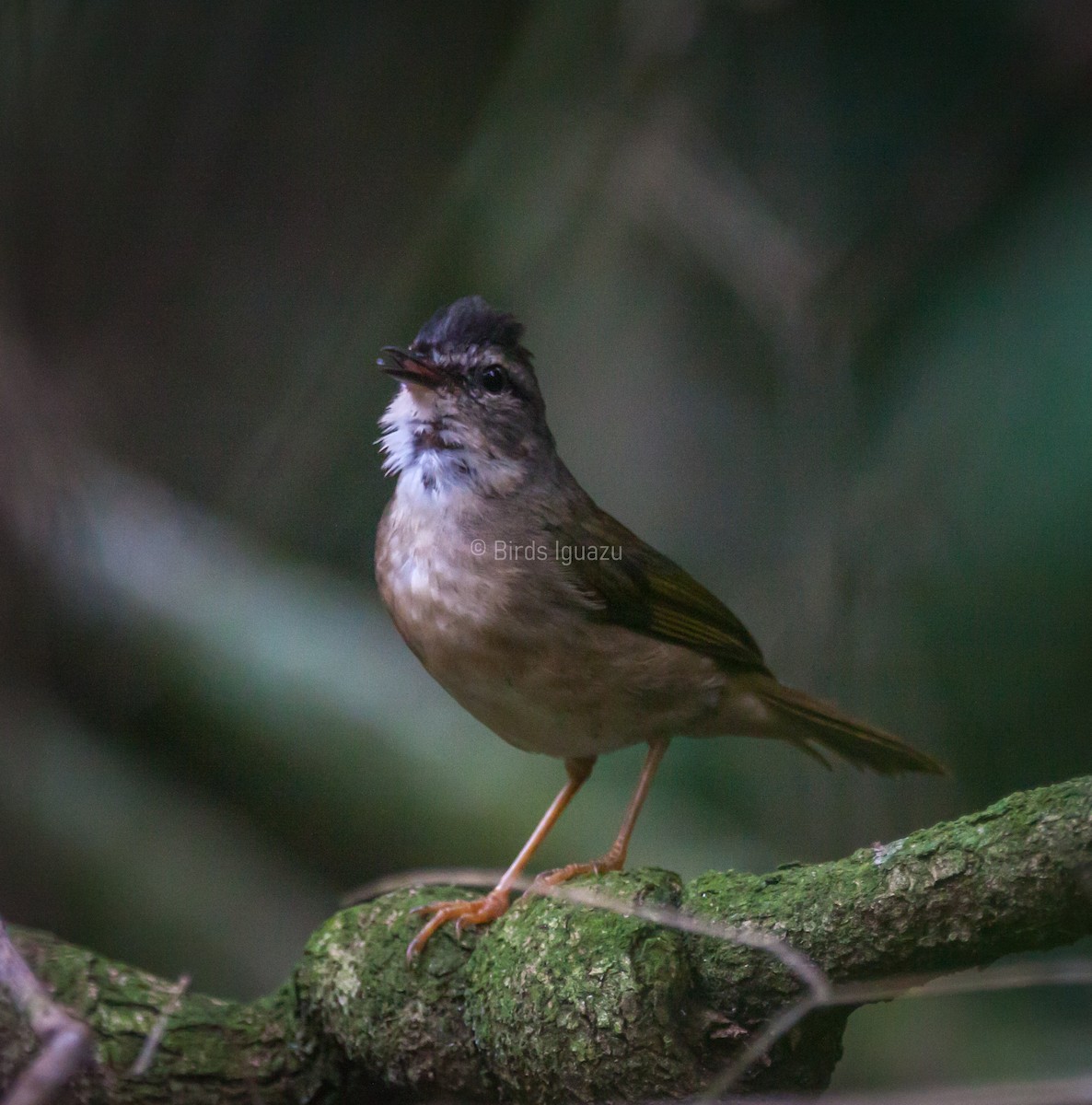 Riverbank Warbler - Birds Iguazu