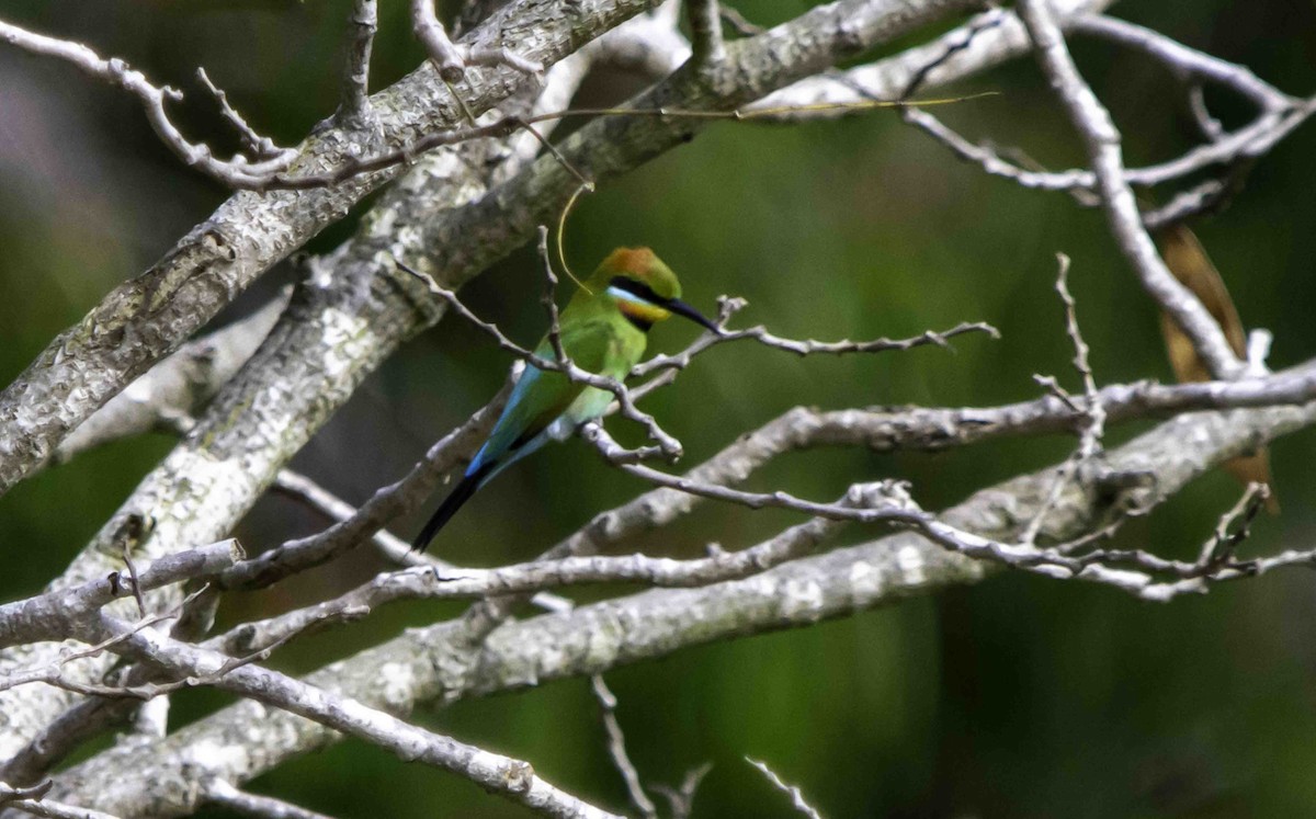 Rainbow Bee-eater - ML617402260