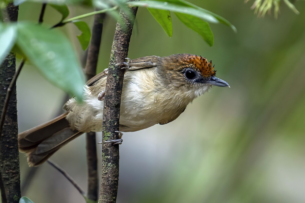 Scaly-crowned Babbler - ML617402296