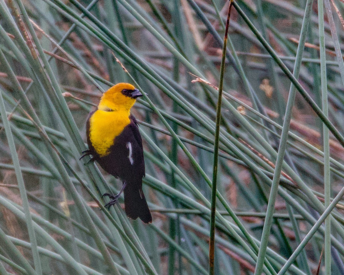 Yellow-headed Blackbird - ML617402360