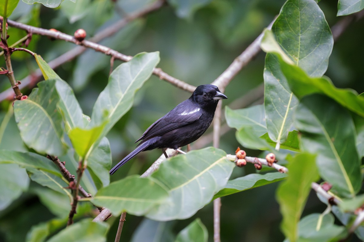White-shouldered Tanager - ML617402427