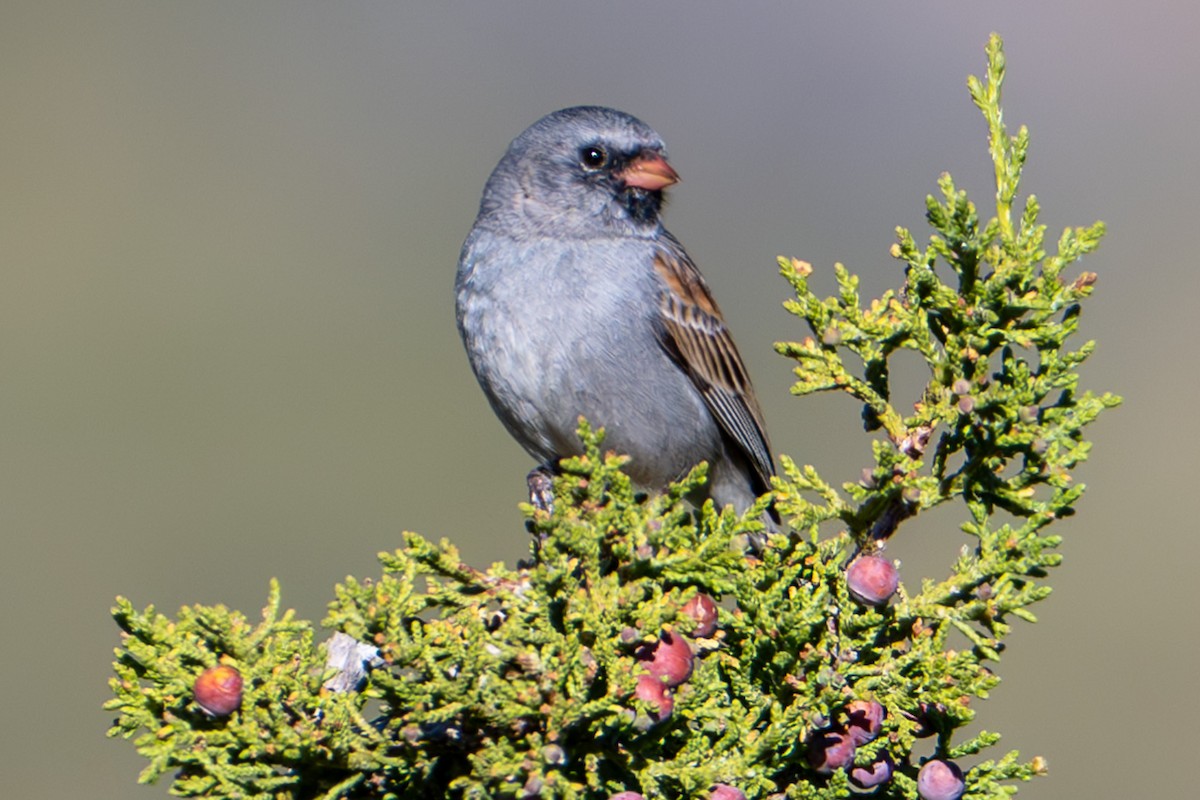 Black-chinned Sparrow - ML617402506