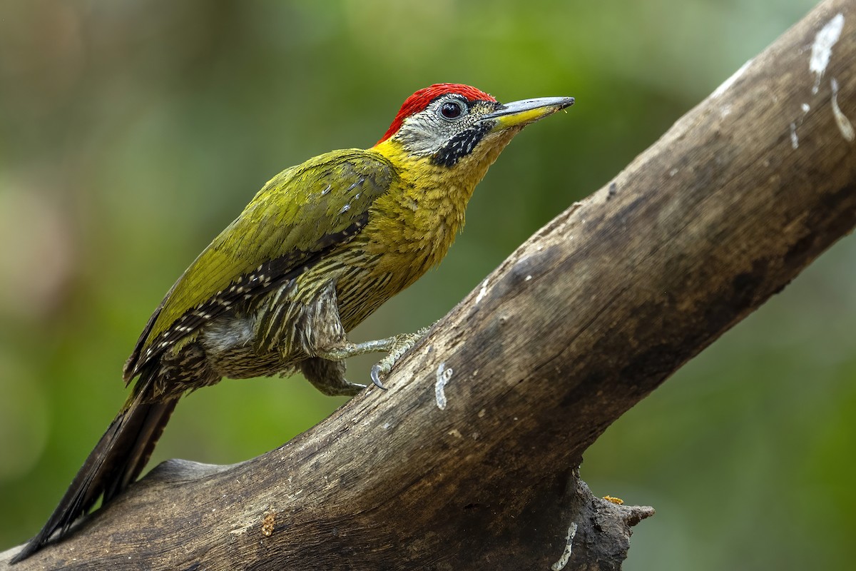 Laced Woodpecker - ML617402577