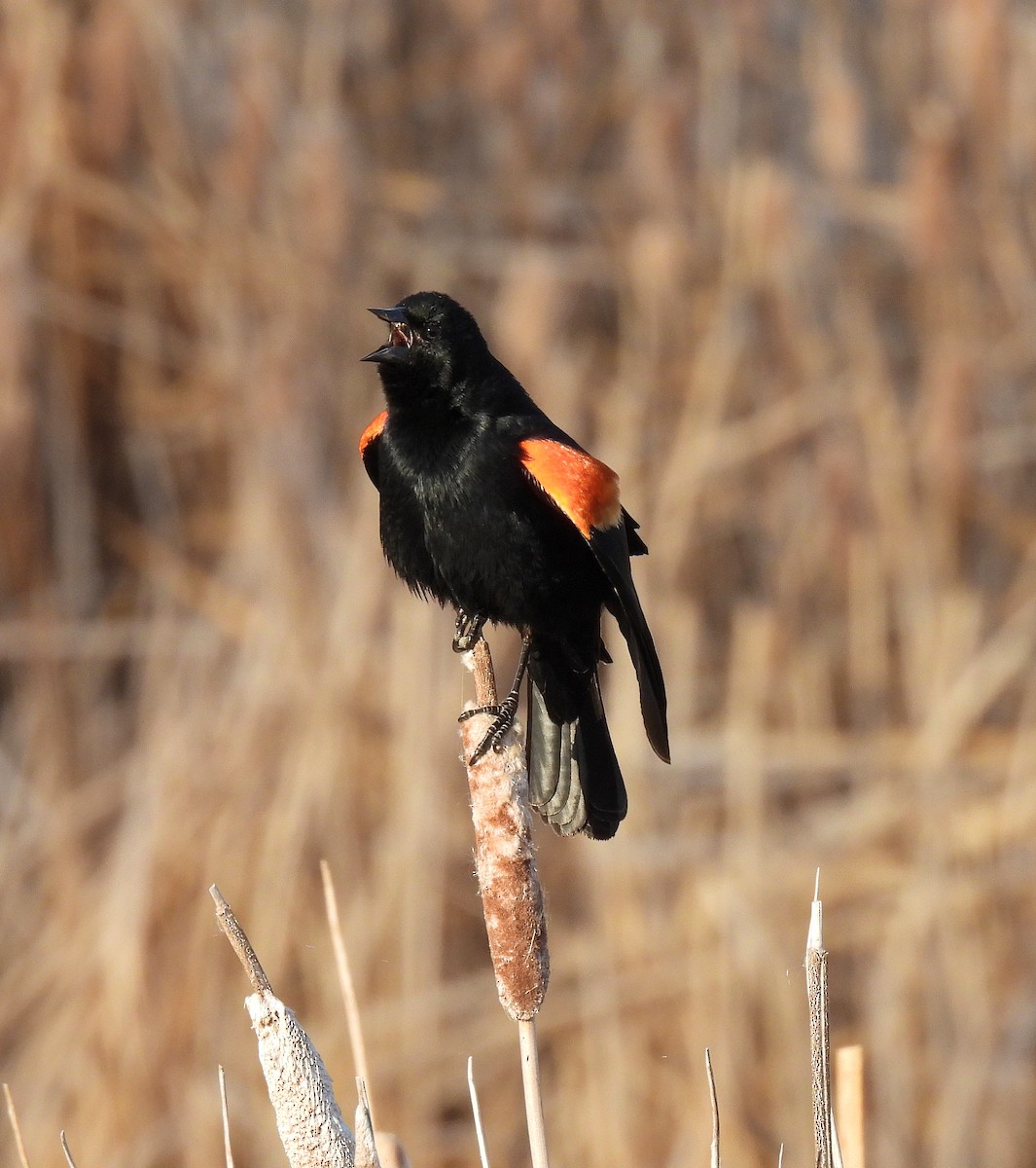 Red-winged Blackbird - Craig Salisbury