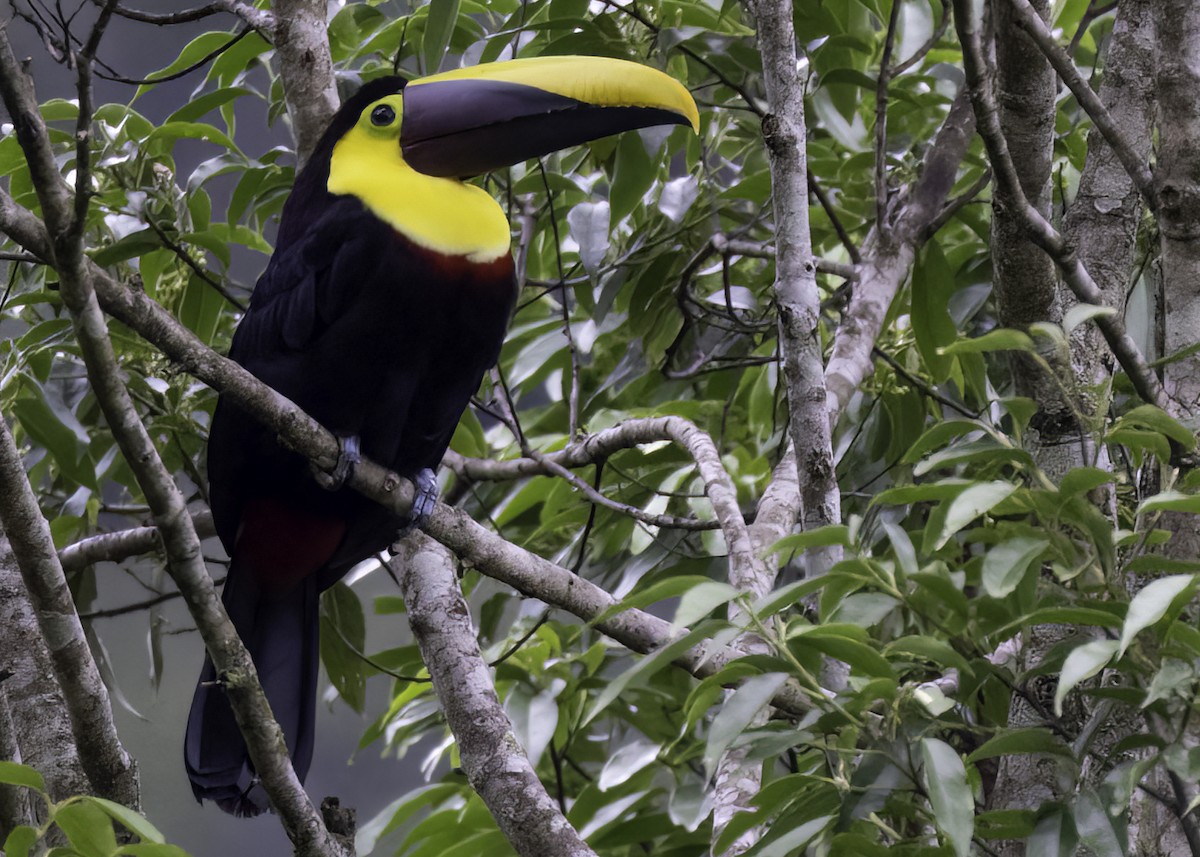 Yellow-throated Toucan (Chestnut-mandibled) - ML617402595