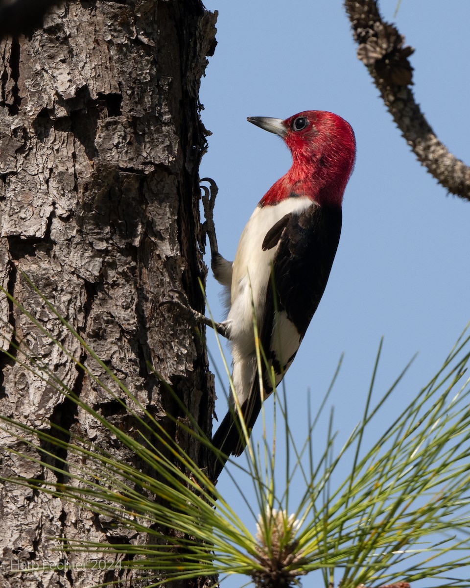 Red-headed Woodpecker - Herbert Fechter