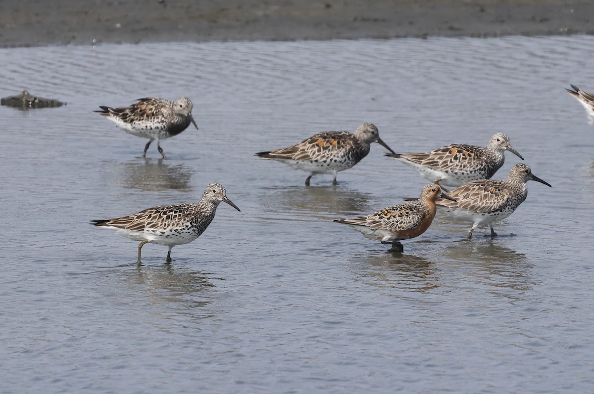 Great Knot - ML617402785