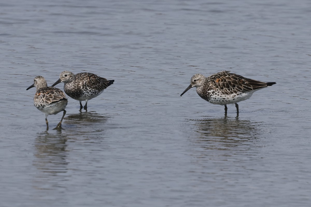 Great Knot - ML617402786