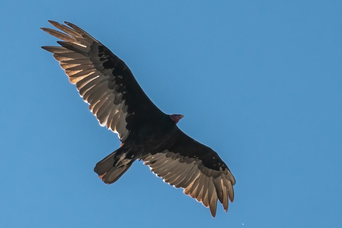 Turkey Vulture - ML617402858