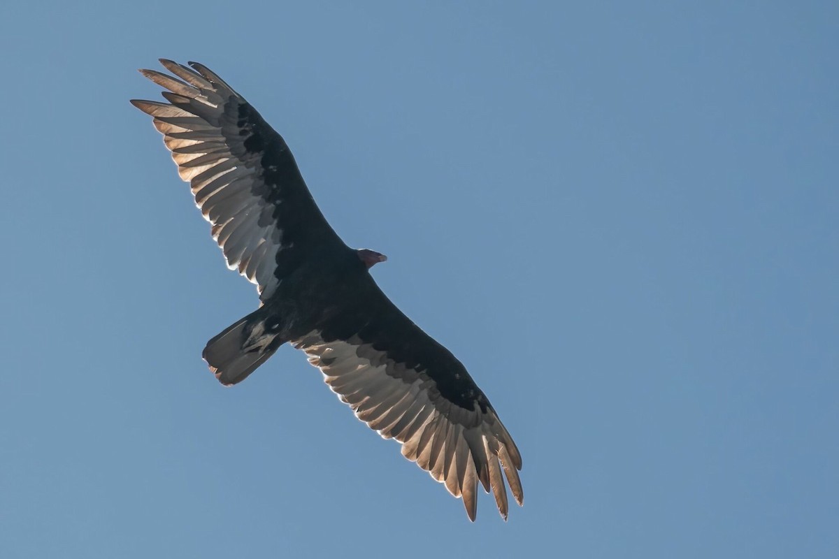 Turkey Vulture - ML617402859