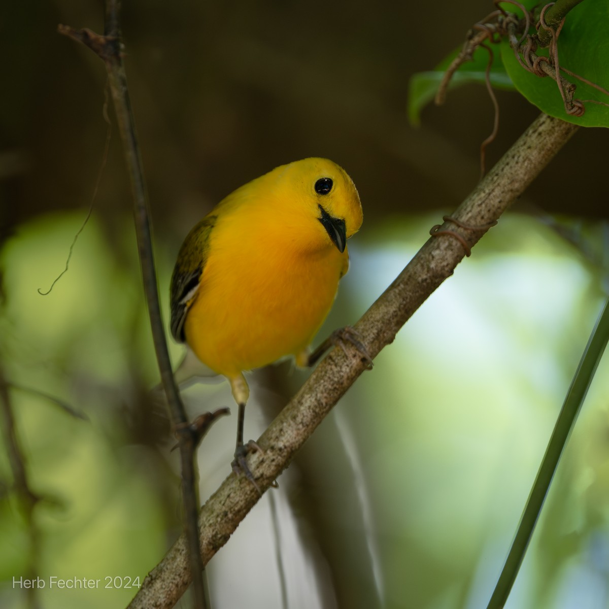 Prothonotary Warbler - ML617402948