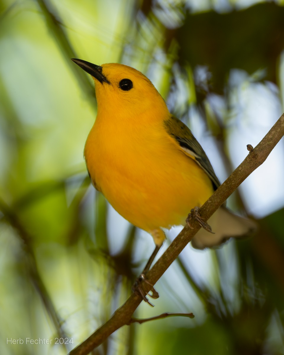 Prothonotary Warbler - ML617402949
