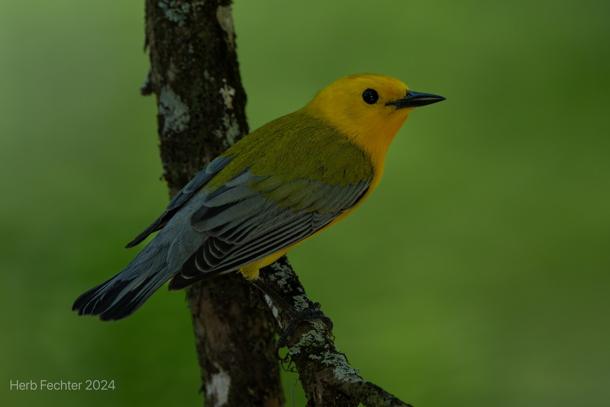 Prothonotary Warbler - ML617402952