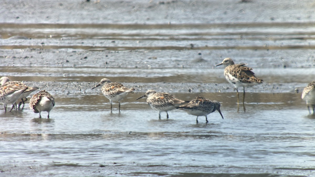 Great Knot - ML617403035
