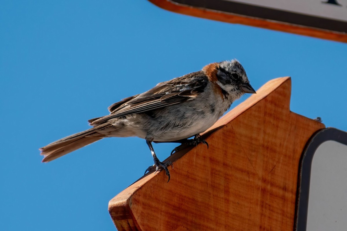 Rufous-collared Sparrow - ML617403213