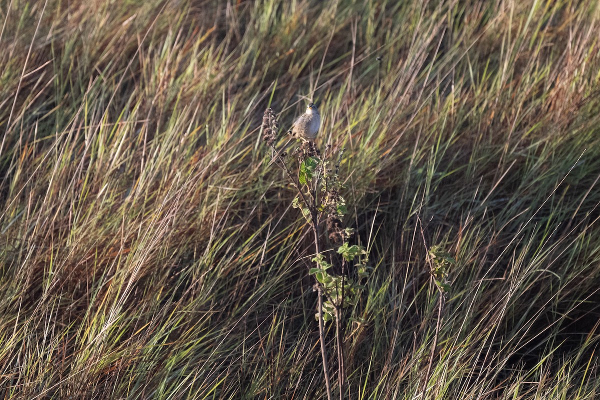 Wedge-tailed Grass-Finch - ML617403228