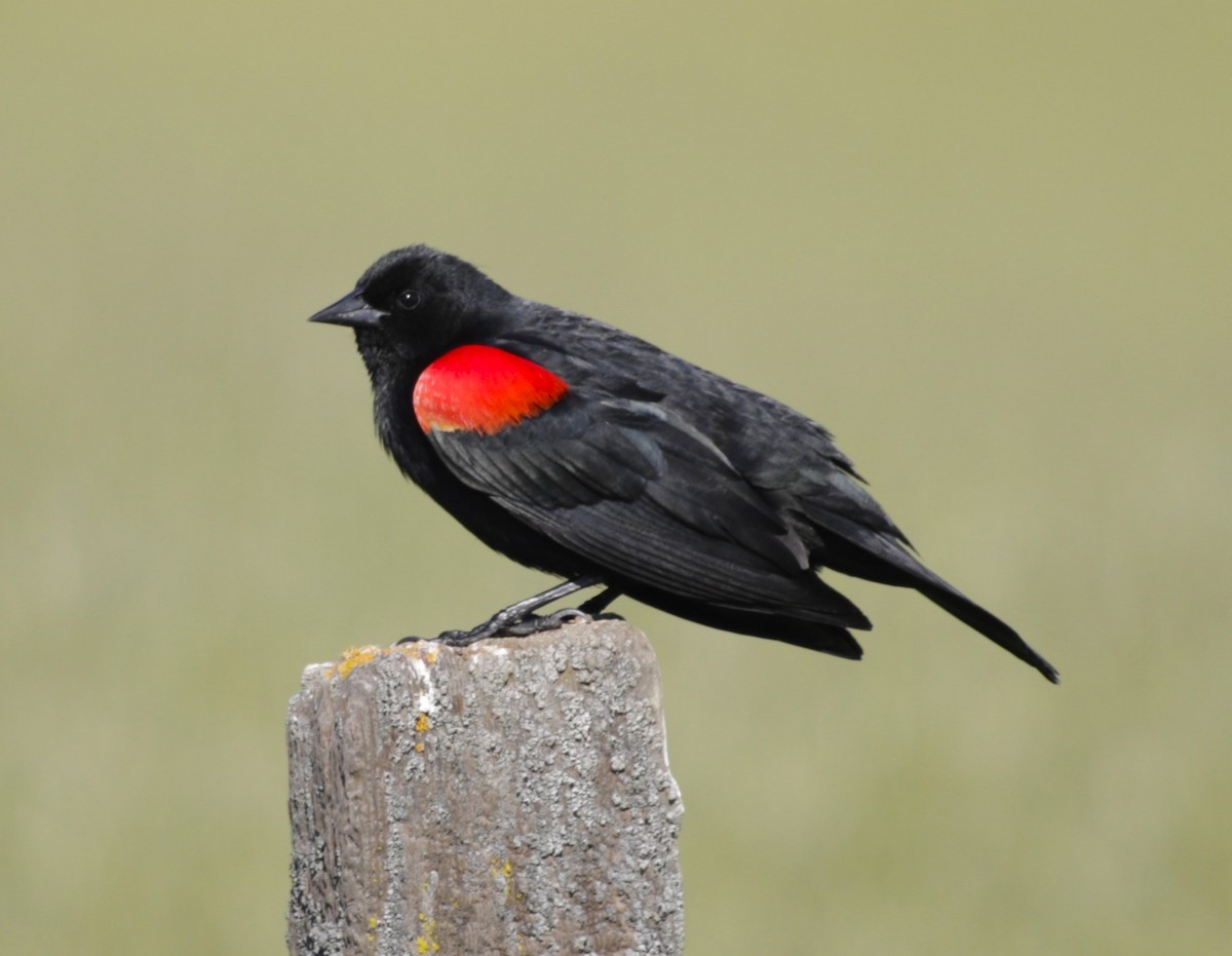 Red-winged Blackbird - ML617403300