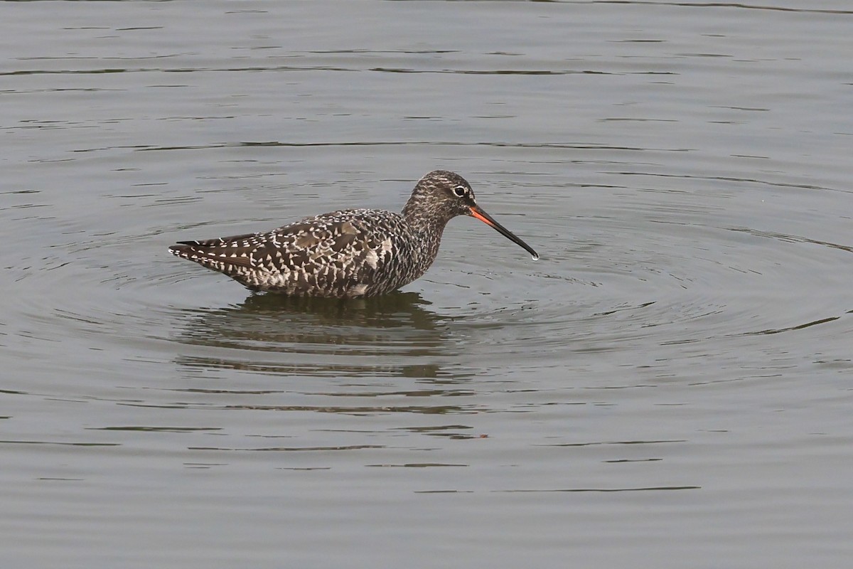 Spotted Redshank - ML617403347