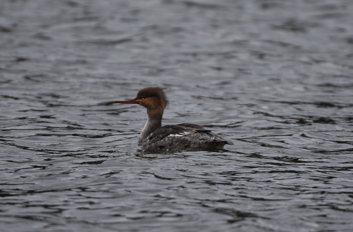 Red-breasted Merganser - Thomas Connor