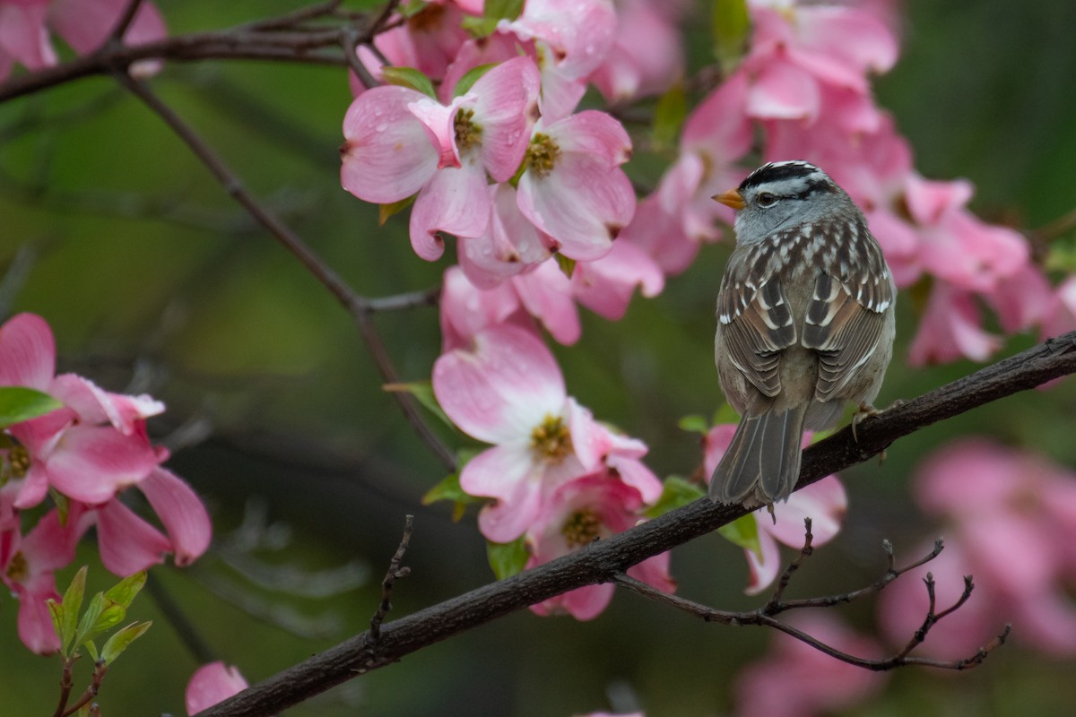 White-crowned Sparrow - ML617403376