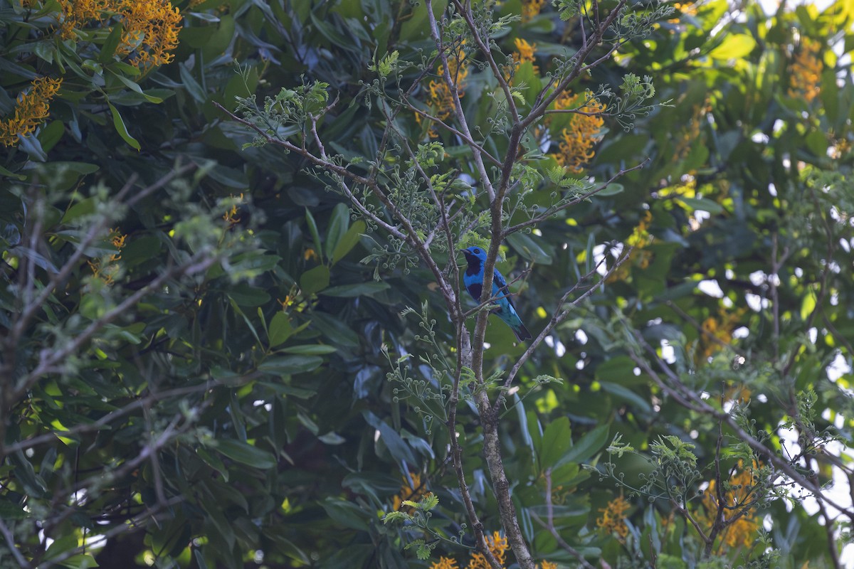 Cotinga turquoise - ML617403385