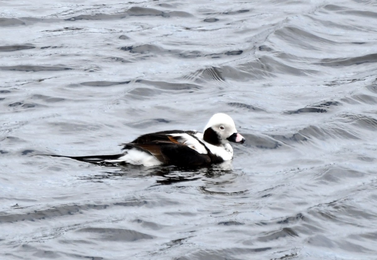 Long-tailed Duck - ML617403398