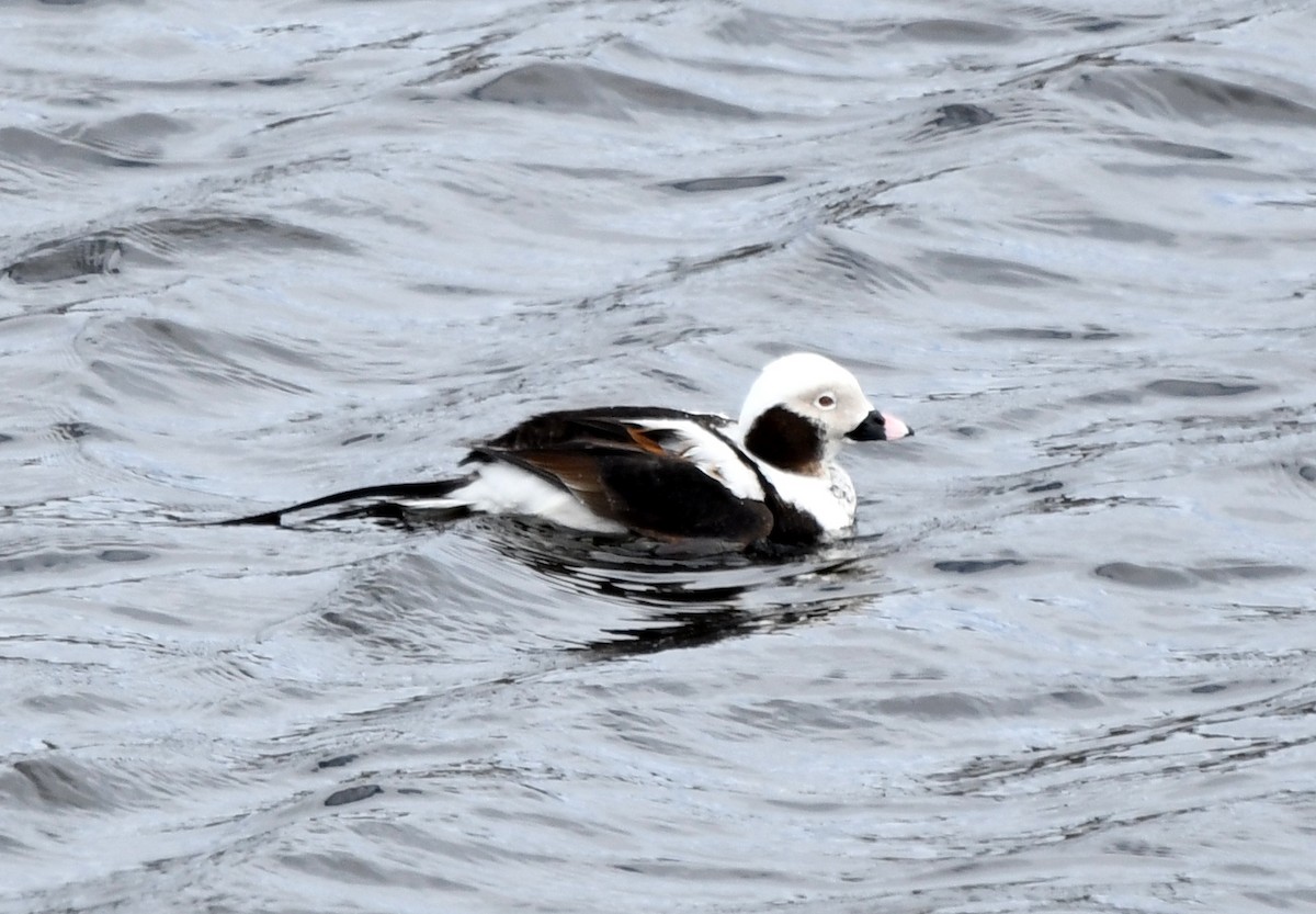 Long-tailed Duck - ML617403399